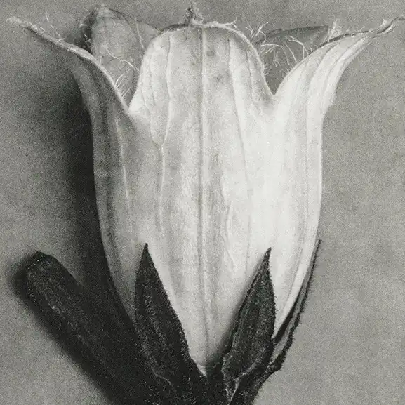 K. Blossfelt