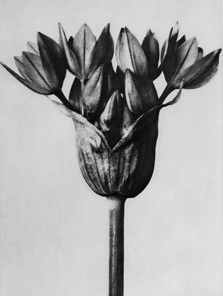 K. Blossfelt